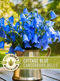 Blue Canterbury Bells Flower Seeds | 100+ Seeds, Cottage Bellflower, Non-GMO, Old-Fashioned Charm, Campanula Medium flower seeds