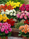 Dwarf Double Dahlia Seeds Mixed Colors | Compact Garden Flowers | Easy Grow Annual | Patio & Container Flowers flower seeds