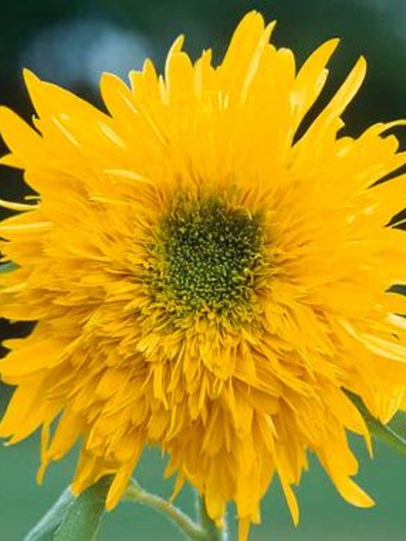 Double Quick Orange Sunflower Seed, Helianthus annuus, Early Double Bloom, Cut Flower, 10 Seeds flower spore