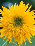 Double Quick Orange Sunflower Seed, Helianthus annuus, Early Double Bloom, Cut Flower, 10 Seeds flower spore