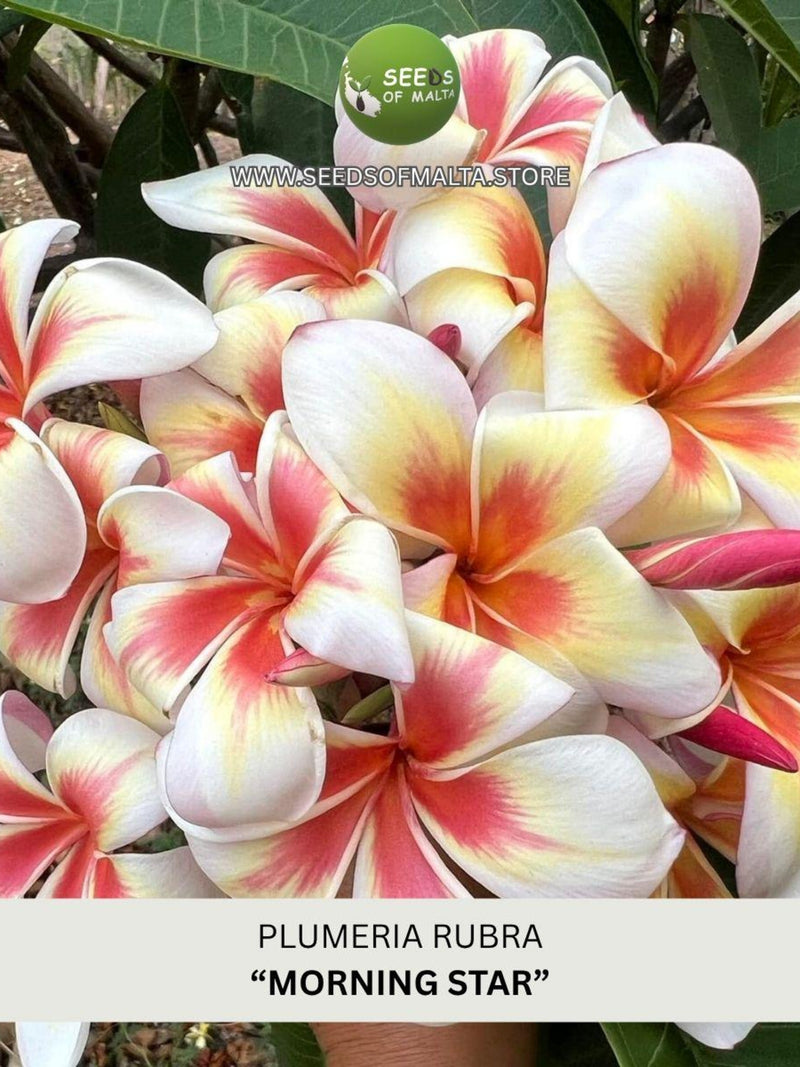 Fragrant Plumeria Rubra | Exotic Frangipani "MORNING STAR" | 5 Fresh Seeds | New collection 2026! FLOWER DELIVERY