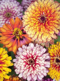 Zinnia Whirlygig Mix Seeds, Cottage Garden Flower, Cut Bouquet Blooms, 25 Seeds flower seeds