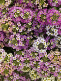 Alyssum ÔWonderland MixÕ Seeds, Lobularia maritima, Ground Cover, 50 Seeds seeds bulk
