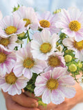 Cosmos ÔVersailles FlushÕ Seeds, Cosmos bipinnatus, Cottage Garden Flower, 30 Seeds flower seeds