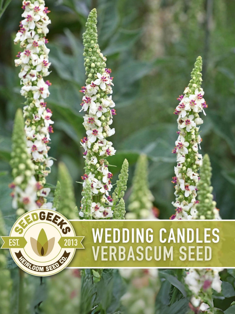 Wedding Candles Seeds | 100+ Seeds, White Mullein Wildflower, Cottage Garden, Verbascum chaixii flower seeds