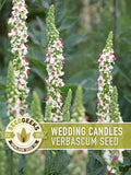Wedding Candles Seeds | 100+ Seeds, White Mullein Wildflower, Cottage Garden, Verbascum chaixii flower seeds