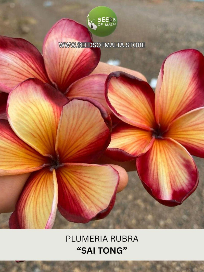 Fragrant Plumeria Rubra | Exotic Frangipani "SAI TONG" | 5 Fresh Seeds | New collection 2026! FLOWER DELIVERY