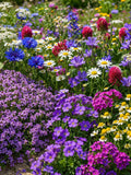 Wild Flower Seeds, Perennial Mix, Organic, Non GMO, 1000+ flower seeds