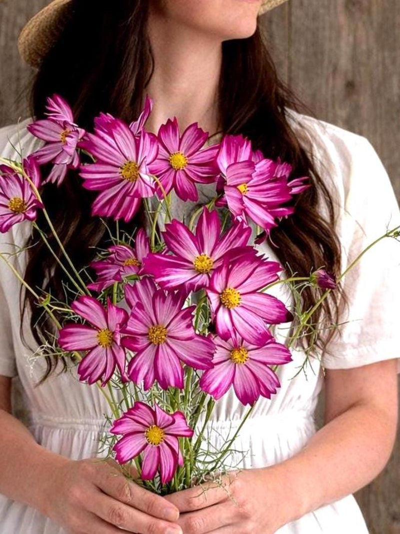 15 Cosmos Seeds - Cosimo  Ð Purple Red White Striped | Early & Long Blooming | Open Pollinated flower spore