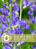 Blue Wild Indigo Flower Seeds - Heirloom Baptisia Australis, Native Perennial flower seeds