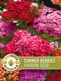Summer Berries Yarrow Seeds, Heirloom Achillea, Pollinator Garden seeds bulk