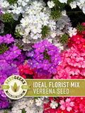 Verbena Seeds, Ideal Florist Mix, Heirloom Flower (100 Seeds) flower seeds