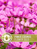 Pinkie Cosmos Flower Seeds, Heirloom, Pollinator Friendly flower seeds