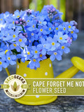 Cape Forget Me Not Flower Seeds - Bugloss, Edible, Bee Friendly (100 Seeds) flower seeds