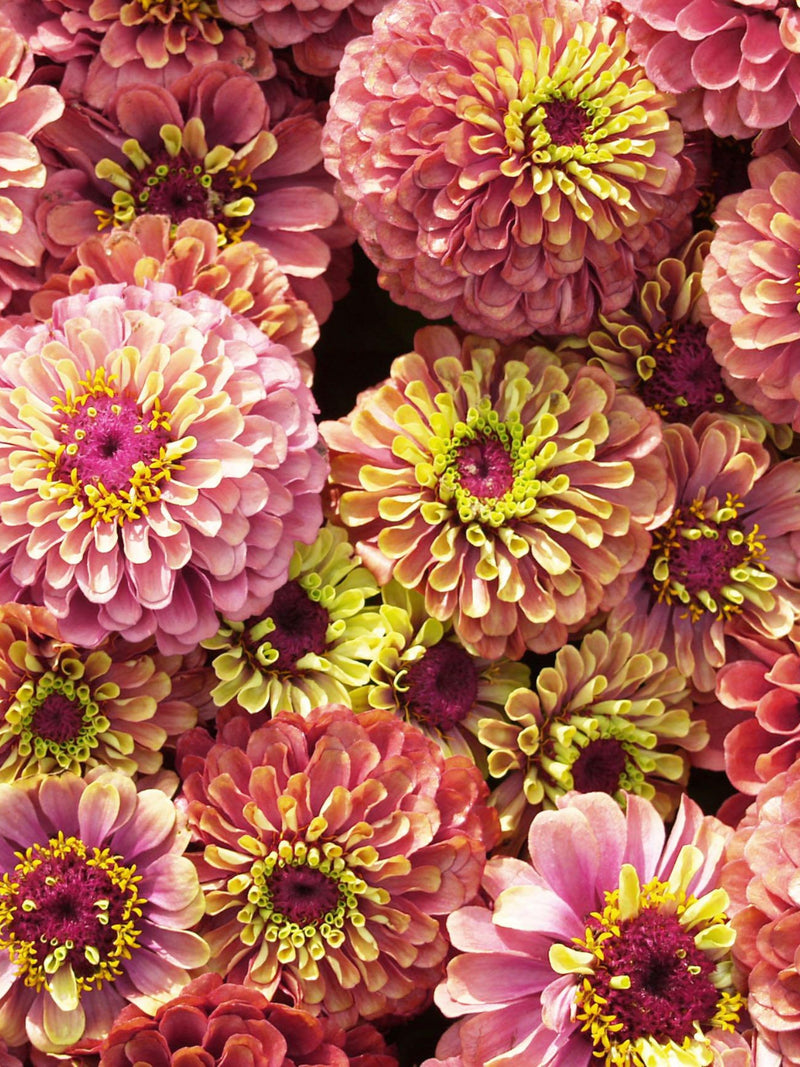 Queeny Red Lime Zinnia, Zinnia elegans, Summer Flower, 10 seeds flower seeds