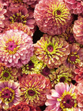 Queeny Red Lime Zinnia, Zinnia elegans, Summer Flower, 10 seeds flower seeds