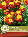Harmony French Marigold Seeds, Dwarf Bi-Colored Blooms, Heirloom Non-GMO flower seeds