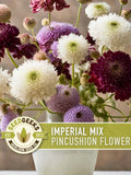 Imperial Mix Pincushion Flower Seeds, Double Blooms, Pollinator Garden flower seeds