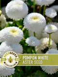 Pompon White Aster Flower Seeds, Heirloom China Aster, Bee Friendly flower seeds