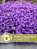 Purple Rockcress Flower Seeds Ð Heirloom Aubrieta, Ground Cover flower seeds