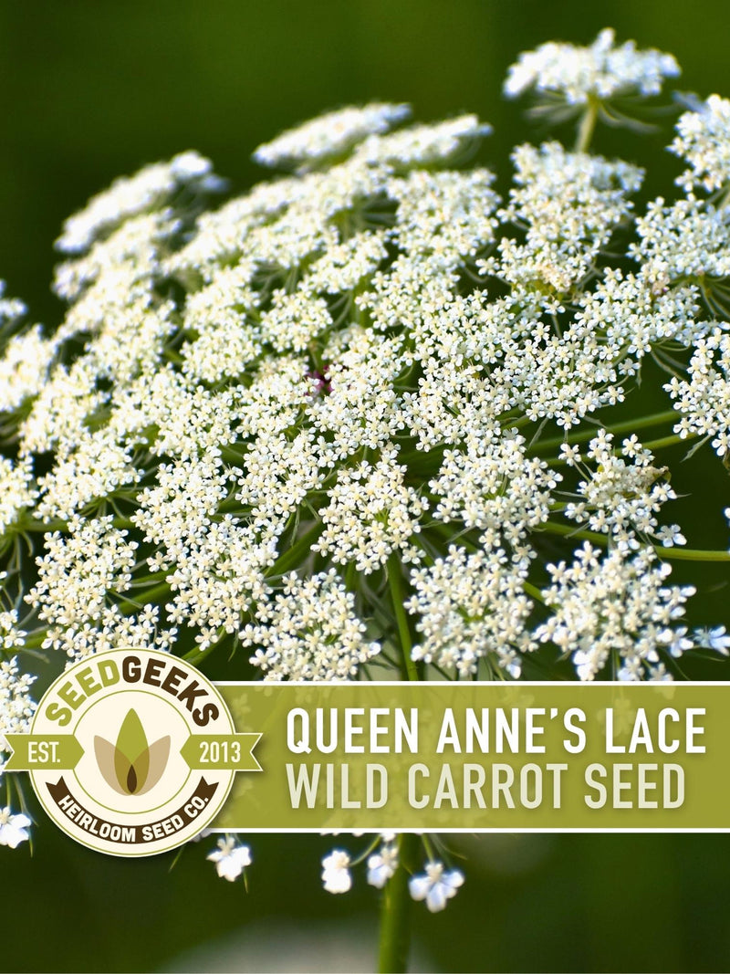 Queen Anne's Lace Seeds Ð Heirloom Wild Carrot, Pollinator Friendly seeds bulk