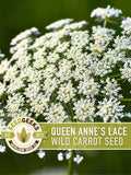 Queen Anne's Lace Seeds Ð Heirloom Wild Carrot, Pollinator Friendly seeds bulk