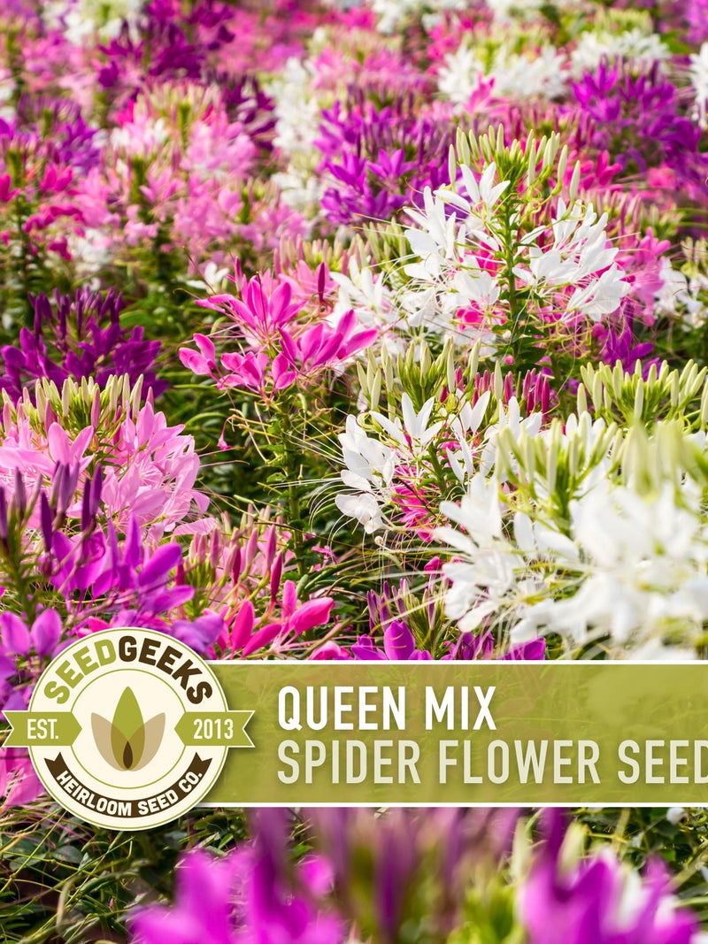 Queen Mix Spider Flower Seeds, Pollinator Garden, Non-GMO - 50 Seeds flower seeds