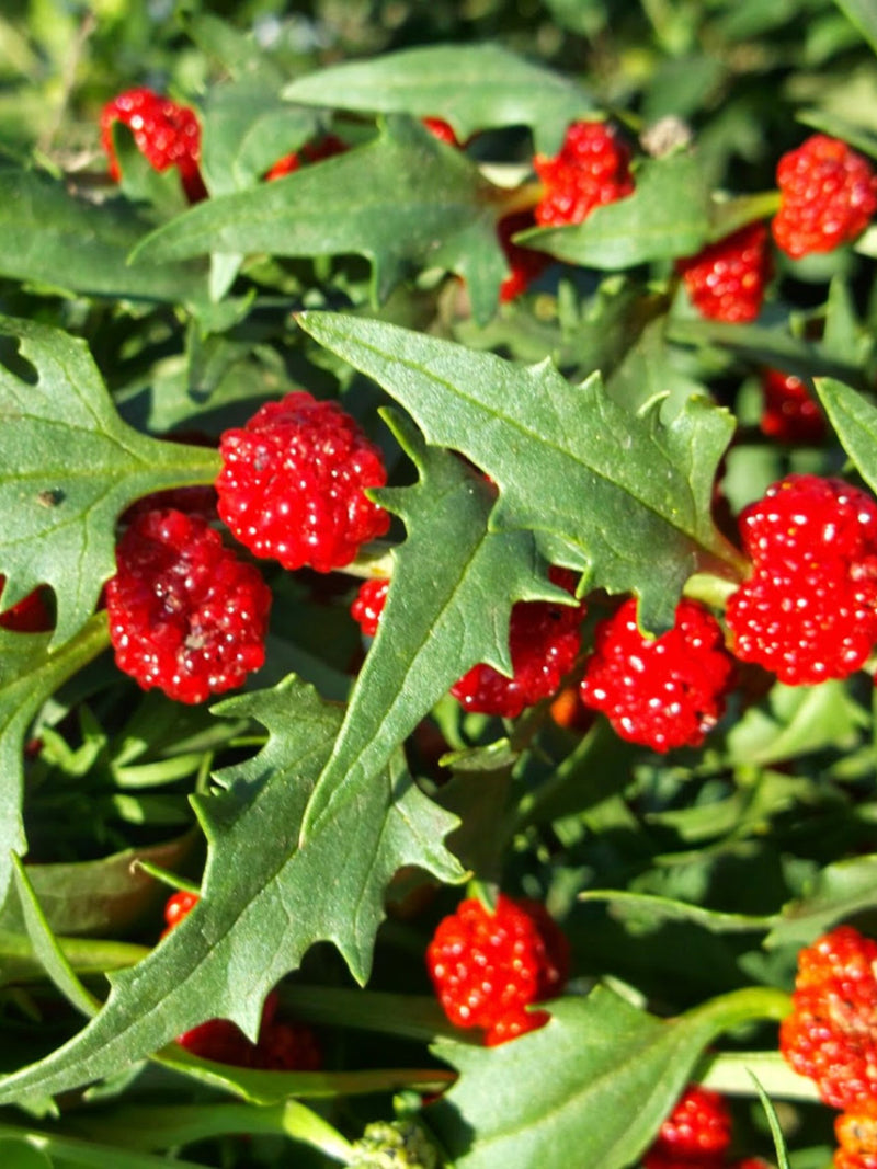 Strawberry spinach Decorative Flowers Seeds from Ukraine #1095 flower spore