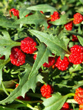 Strawberry spinach Decorative Flowers Seeds from Ukraine #1095 flower spore
