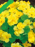 Nasturtium seeds Tropaeolum majus nanum Golden Ball Seeds  from Ukraine #1273 flower spore