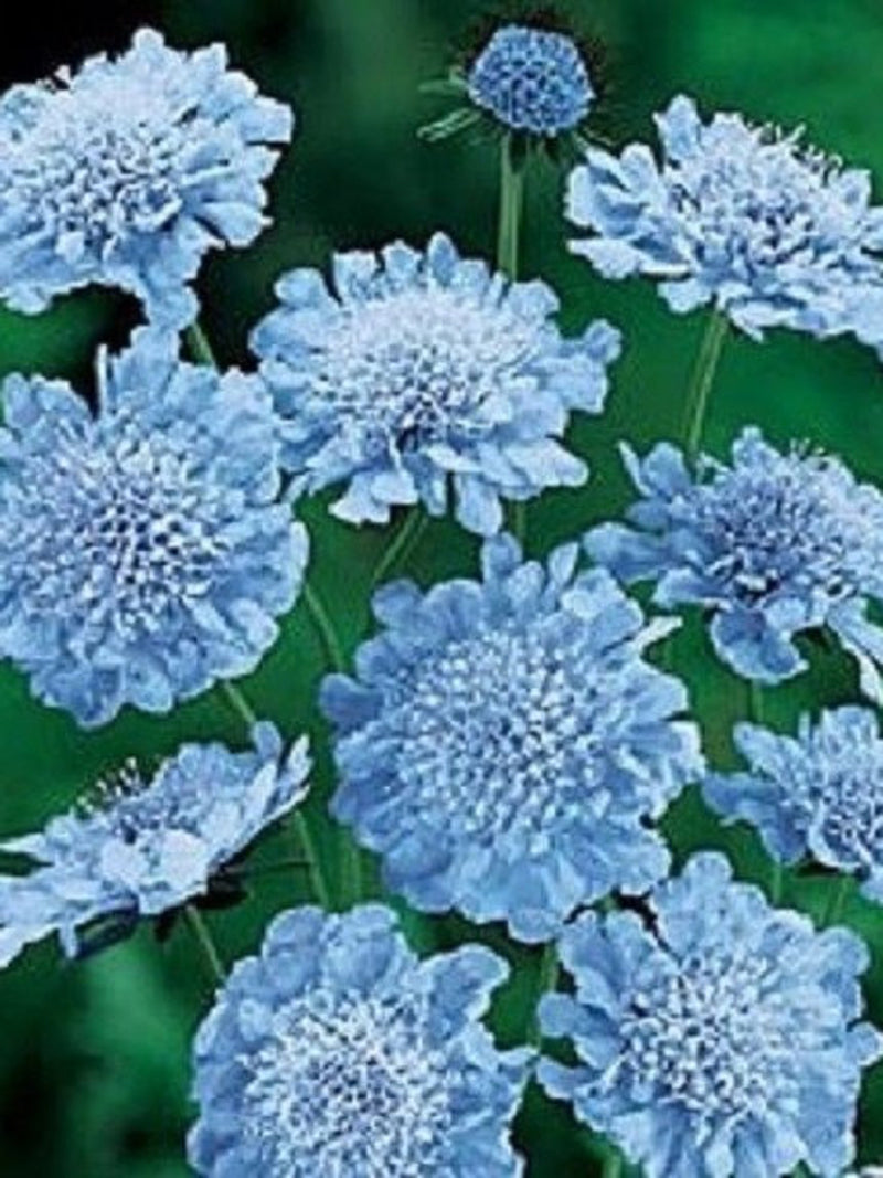 25+ Light Blue Pincushion Scabiosa / Perennial / Flower Seeds. flower seeds