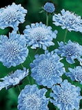 25+ Light Blue Pincushion Scabiosa / Perennial / Flower Seeds. flower seeds