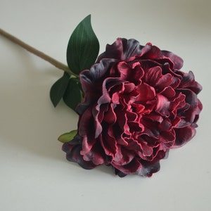 Dark burgundy peony flower with green leaves on stem