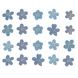 Pressed forget-me-not flower petals, 20 blue blooms with yellow centers
