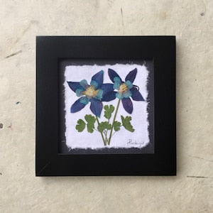 Framed botanical pressed-flower artwork with blue and green columbine blooms