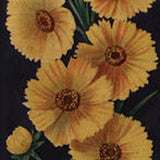 Yellow Flowers Plant - Vintage Illustration Image - Antique Picture - Instant Digital Download  - Printable Art File - Spring Easter