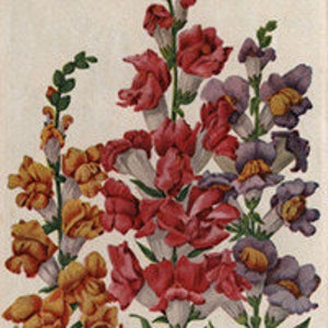 Vintage floral illustration with red snapdragons and purple flowers on light background
