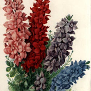 Vintage floral illustration with red, pink, blue, and gray blossoms on a light background