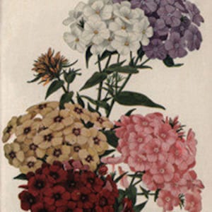 Vintage botanical illustration print of a mixed flower bouquet with hydrangea blooms