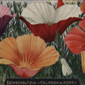 Vintage poppy flower illustration with red and orange blooms and dark green leaves