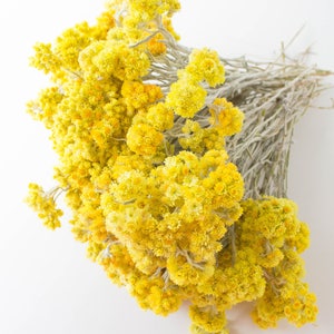 Dried yellow immortelle field flower bouquet for home decor