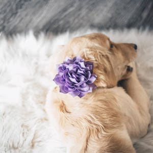 Purple fabric dog collar flower accessory clipped to a tan pet collar