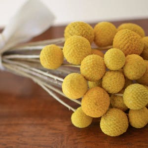 Bunch of dried yellow billy buttons (spherical flowers)