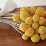 Dried billy balls, craspedia, Bunch of craspedia, dried yellow flowers, Billy buttons, baby shower flowers