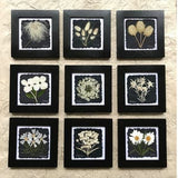 Real Pressed Flower Framed Art | Signed Original Art Black & White Collection | Perfect Wedding Gift or Gift for Mom | 9 flowers to choose