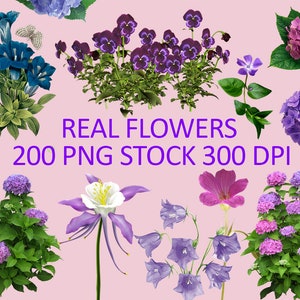 Flower clipart bundle with purple, blue, and white blooms and green leaves
