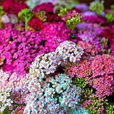 YARROW SUMMER PASTEL Mix - 1500 seeds - Achillea Millefolium - Perennial Flower