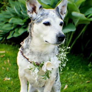 Dog flower crown with white blossoms and greenery on tan-and-white dog