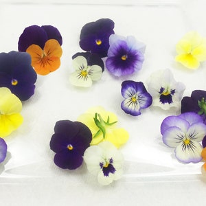 Edible viola flowers assortment with purple, yellow, and white blooms