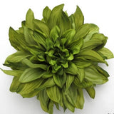 Large 6" Variegated Olive Green Dahlia Poly Silk Flower Brooch Pin